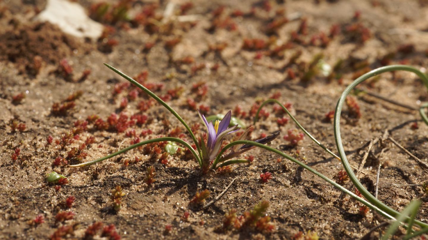 Crassulaceae: Crassula tillaea